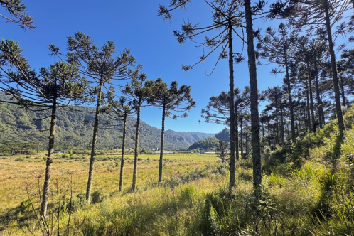 TERRENO COM 2 HECTARES � VENDA EM URUBICI - PRODU��O DE ORG�NICOS -  LADO DA FRUTAS FINAS 