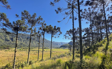 TERRENO COM 2 HECTARES � VENDA EM URUBICI - PRODU��O DE ORG�NICOS -  LADO DA FRUTAS FINAS 