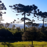 Fazenda com 60ha - �rea Nobre - V�rias cachoeiras - Urubici