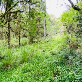 Terreno a Venda - Com �gua Corrente - Excelente Localiza��o 