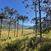 TERRENO COM 2 HECTARES � VENDA EM URUBICI - PRODU��O DE ORG�NICOS -  LADO DA FRUTAS FINAS 