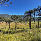 TERRENO COM 2 HECTARES � VENDA EM URUBICI - PRODU��O DE ORG�NICOS -  LADO DA FRUTAS FINAS 