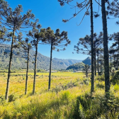 TERRENO COM 2 HECTARES � VENDA EM URUBICI - PRODU��O DE ORG�NICOS -  LADO DA FRUTAS FINAS 