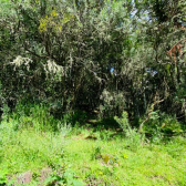 Terrenos a Venda - Crioulas - Excelente Localiza��o 